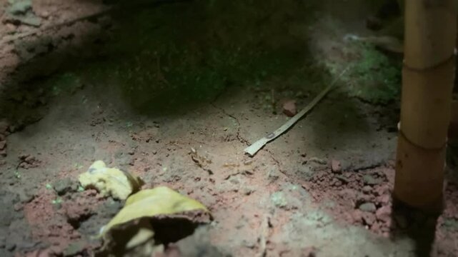 ants in the forest