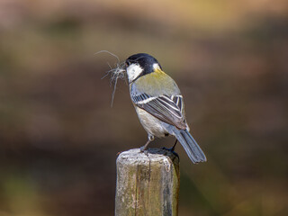 杭にとまるシジュウカラ