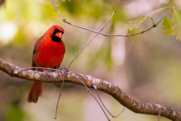 Cardinal on branch