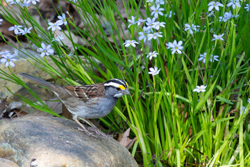 White throated sparrow