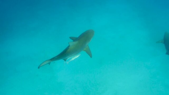 tiburon toro (carcharinus leuca) nadando hacia un grupo de buzos