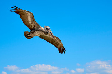 Pelican in flight over harbour