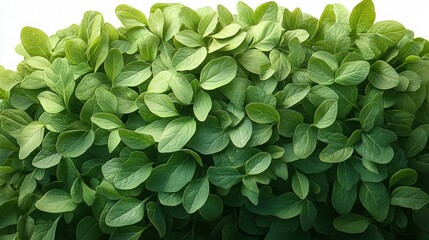 Fototapeta premium Dense cluster of fresh green leaves with varied shapes and sizes creating a lush and vibrant natural texture against a white background