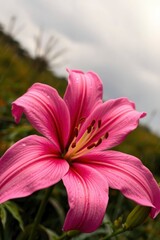Close-up of Vibrant Pink Lily with Raindrops Against Overcast Sky