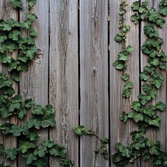 Old wooden garden fence texture with green ivy leaves vine