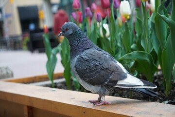 Pigeon With Tulips