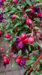 Vertical photo of garden flower. Fuchsia close-up.