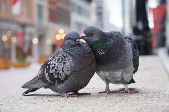 City Pigeon Couple
