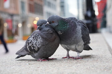 City Pigeon Couple