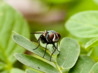 a fly on a leaf with a blurry background