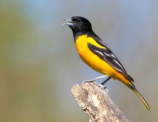 Male Baltimore Oriole (Icterus galbula) perched on a tree stump on a sunny spring afternoon.
