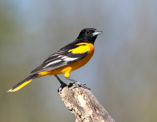 Male Baltimore Oriole (Icterus galbula) perched on a tree stump on a sunny afternoon.