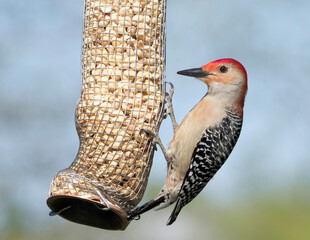 Male Red-bellied Woodpecker (Melanerpes carolinus) clinging to a peanut feeder eating.