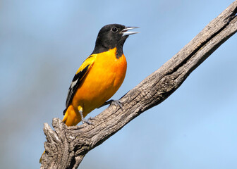 Male Baltimore Northern Oriole  (Icterus galbula) perched on a tree branch under a clear blue sky.