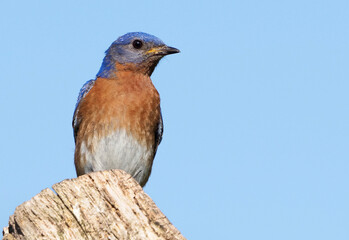 Male Bluebird (Sialia sialis) perched on a tree stump searching for food.