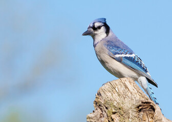 Blue Jay (Cianocitta cristata) standing on a tree stump under a clear blue sky.
