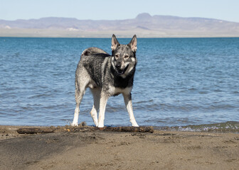 Husky dog exploring a tranquil shoreline under clear blue skies near a shimmering lake