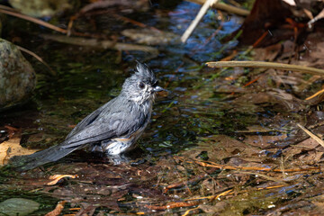 tufted titmouse
