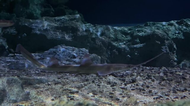 深海を泳ぐノコギリザメの神秘的なシーン