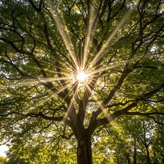 Obraz premium Sunlight streams through the canopy of a lush green tree creating a natural starburst effect