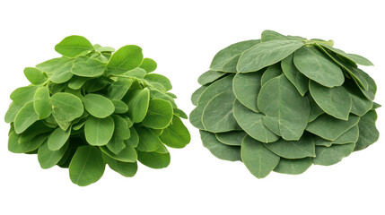 Obraz premium Green Serenity, Close Up of Two Lush Plants Against a Black Backdrop