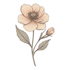 vector illustration of a flower