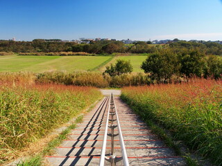 セイバンモロコシの枯れ草のある秋の江戸川土手から見る河川敷風景
