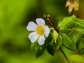 Oxalis barrelieri flower with blurred background