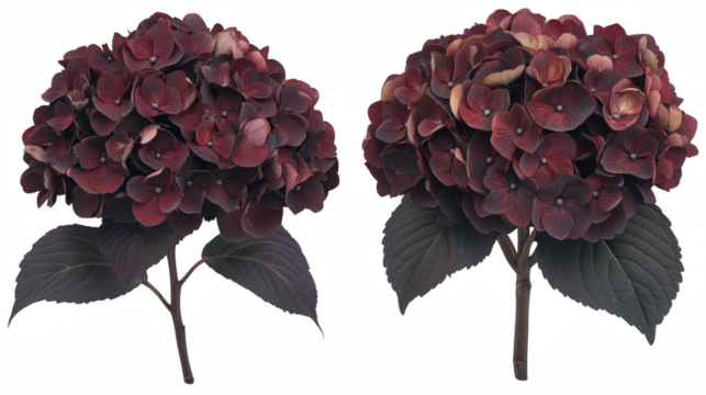 Two elegant dark burgundy hydrangea blossoms in a studio setting