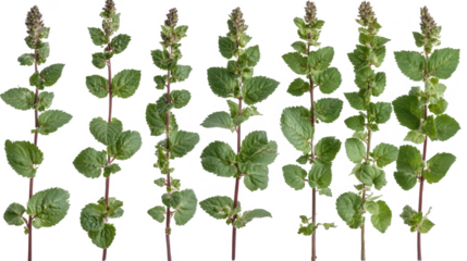 Aromatic Holy Basil ,Tulsi, Plants Displayed on Transparent Background, Studio Shot