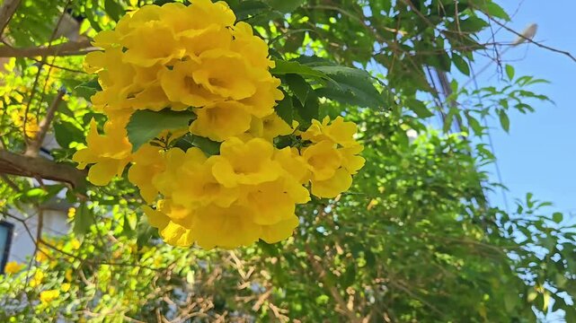Tecoma stans yellow bell flower tree branch swinging in wind. Natural background footage