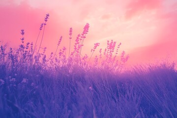 Pink Sky Lavender Field Silhouettes Flower Meadow at Dusk in Abstract Style