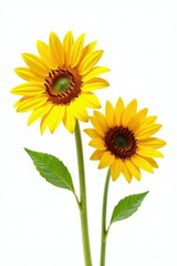Obraz premium Two bright sunflowers, stems visible, against stark white , image, photography, macro
