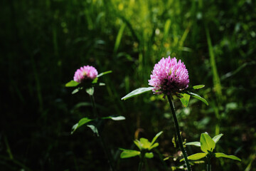 ムラサキツメクサ