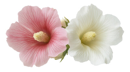 Close up of the elegant hollyhock flowers in soft pink and white tones with a Transparent Background