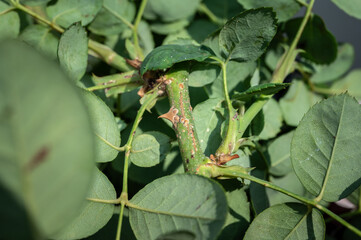 Close up of rose scale (Aulacaspis rosae) on a rose cane. Rose scale can cause cane decline or twig dieback. 