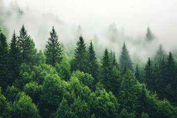 Fototapeta premium Lush evergreen forest shrouded in a misty mountaintop haze.