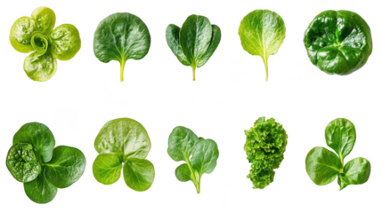 Fresh green salad leaves composition on Transparent Background, healthy vegetarian food concept, clean eating ingredients in nutrition