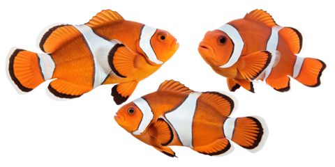 Set of clown fish isolated on transparent background in high detail

