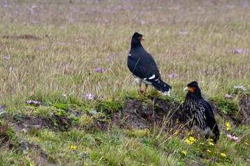 Curiquingue in the Andes