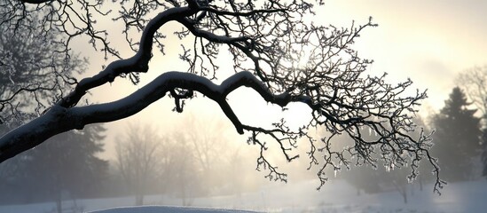 A tranquil frosted winter landscape of bare tree branches in ethereal light