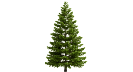 Realistic 3D Render of a Spruce Tree on Transparent Background