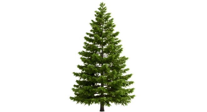 Realistic 3D Render of a Spruce Tree on Transparent Background
