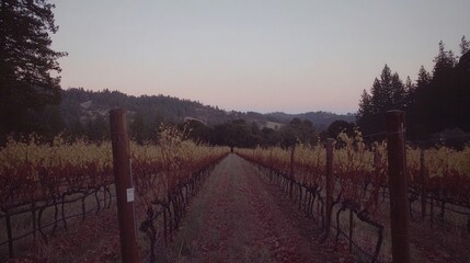 Obraz premium Serene Vineyard Landscape at Dusk Rows of Vines and Rolling Hills