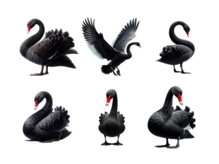 Six regal black swans