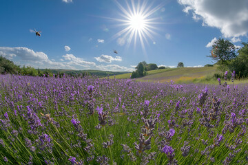 A field of lavender in full bloom