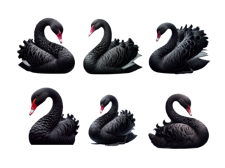 Six Black Swans in Various Poses