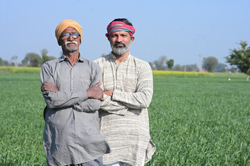 Two Indian Rural Farmers showing  wheat crops through open hand while standing in the middle of...