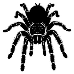 Tarantula Spider Black SVG Vector Outline