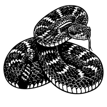 Rattlesnake Vector Graphic Black and White Outline